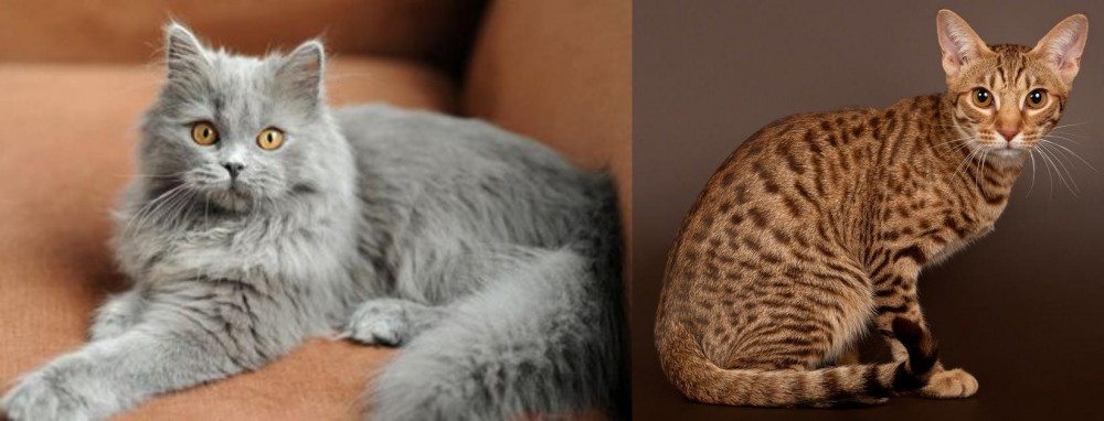 Ocicat vs British Semi-Longhair - Breed Comparison