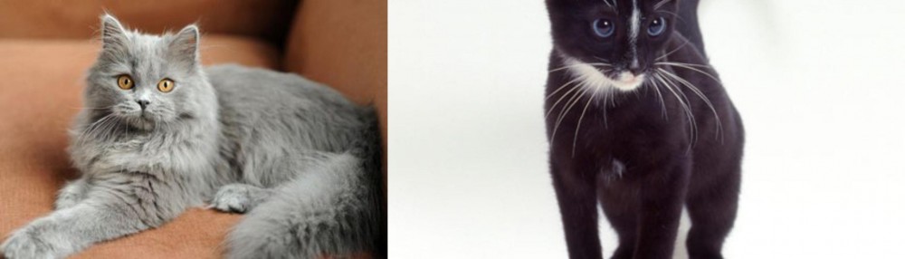 Ojos Azules vs British Semi-Longhair - Breed Comparison