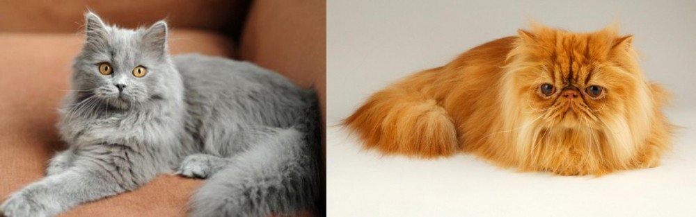 Persian vs British Semi-Longhair - Breed Comparison