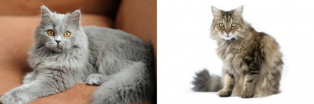 Ragamuffin vs British Semi-Longhair - Breed Comparison