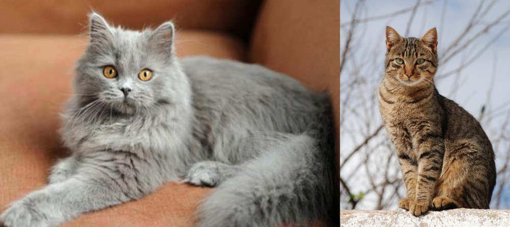 Tabby vs British Semi-Longhair - Breed Comparison