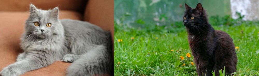 York Chocolate Cat vs British Semi-Longhair - Breed Comparison