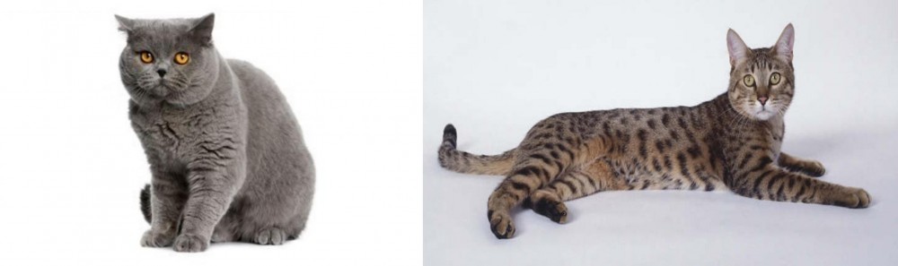 California Spangled Cat vs British Shorthair - Breed Comparison