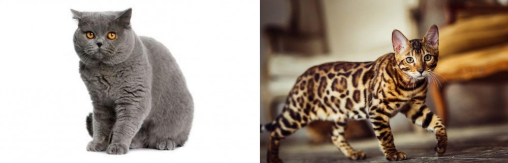 Cheetoh vs British Shorthair - Breed Comparison