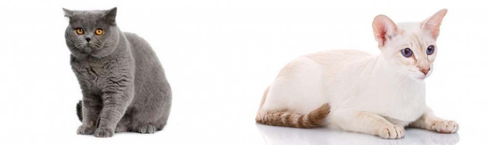 Colorpoint Shorthair vs British Shorthair - Breed Comparison