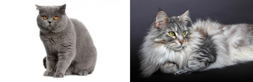 Domestic Longhaired Cat vs British Shorthair - Breed Comparison