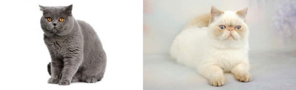 Exotic Shorthair vs British Shorthair - Breed Comparison
