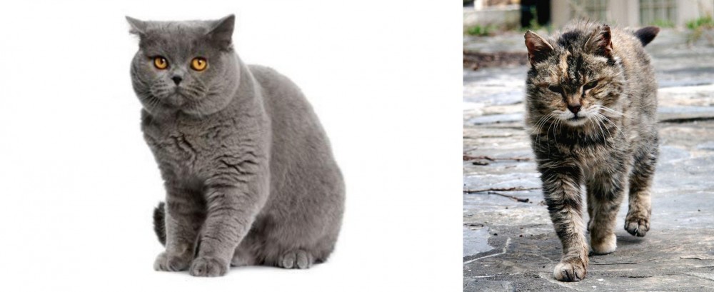 Farm Cat vs British Shorthair - Breed Comparison