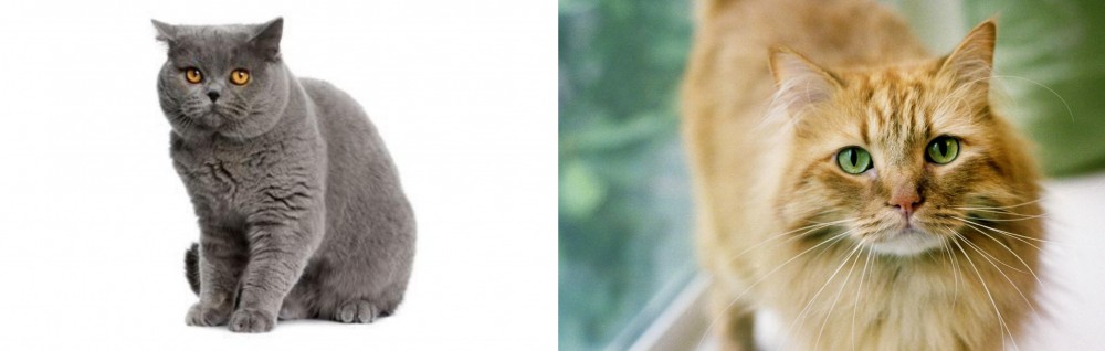 Ginger Tabby vs British Shorthair - Breed Comparison