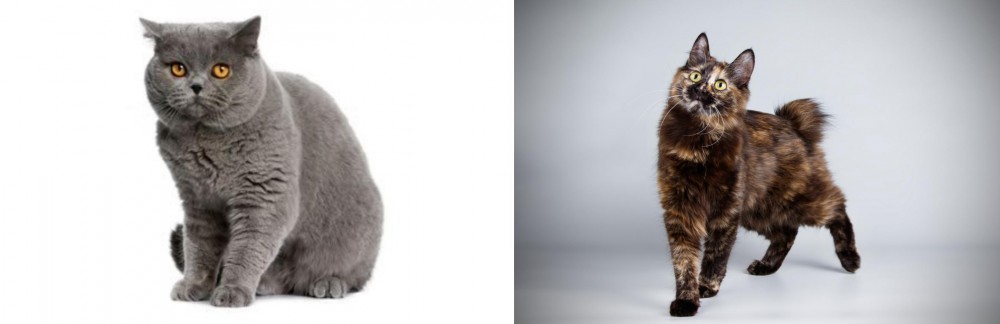 Japanese Bobtail vs British Shorthair - Breed Comparison