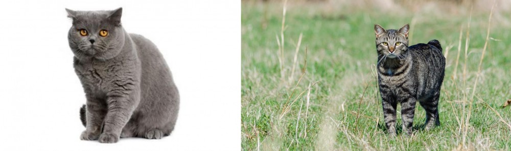 Manx vs British Shorthair - Breed Comparison