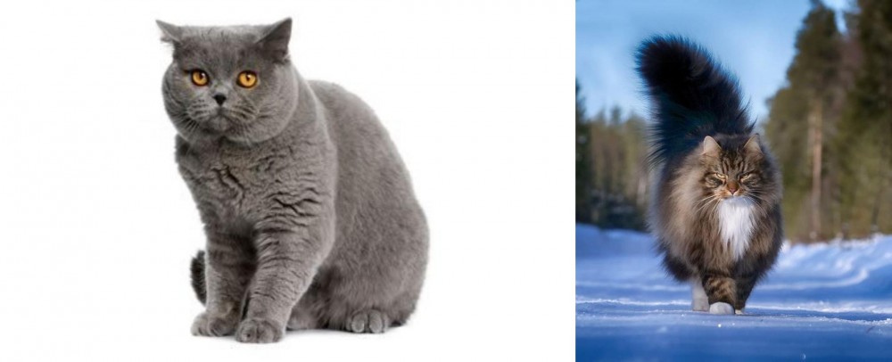 Norwegian Forest Cat vs British Shorthair - Breed Comparison
