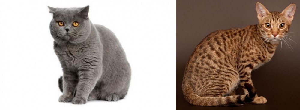 Ocicat vs British Shorthair - Breed Comparison
