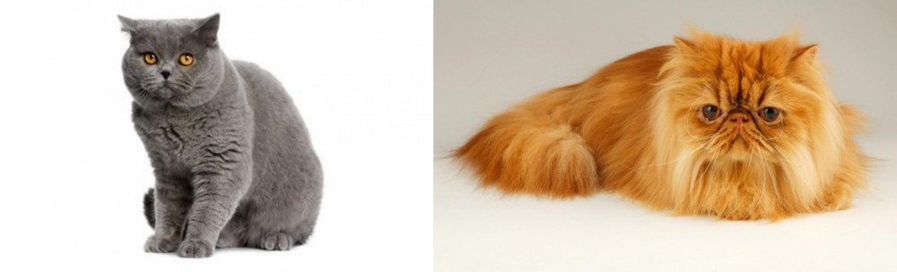 Persian vs British Shorthair - Breed Comparison