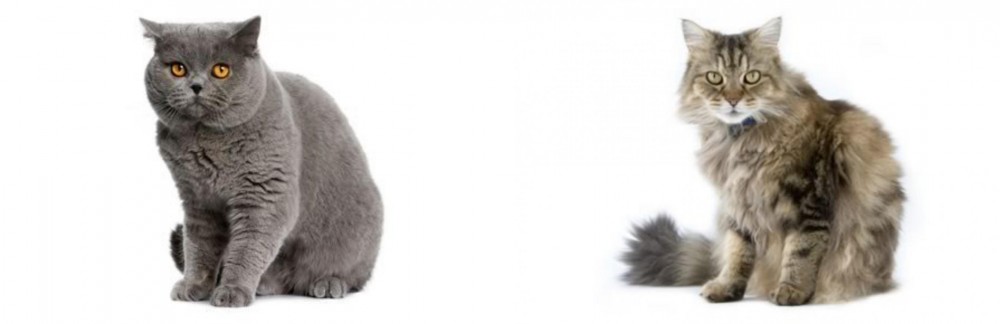 Ragamuffin vs British Shorthair - Breed Comparison