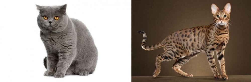 Savannah vs British Shorthair - Breed Comparison