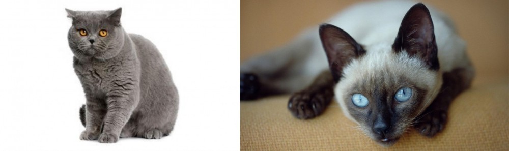 Siamese vs British Shorthair - Breed Comparison
