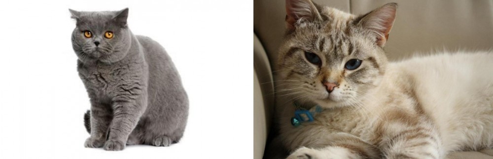 Siamese/Tabby vs British Shorthair - Breed Comparison