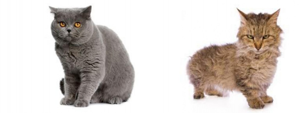 Skookum vs British Shorthair - Breed Comparison