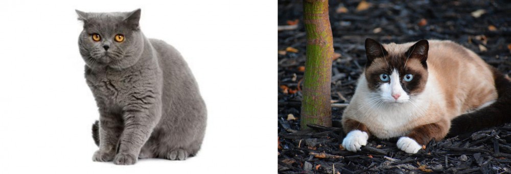 Snowshoe vs British Shorthair - Breed Comparison