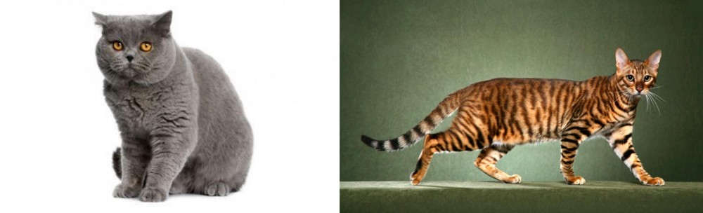Toyger vs British Shorthair - Breed Comparison