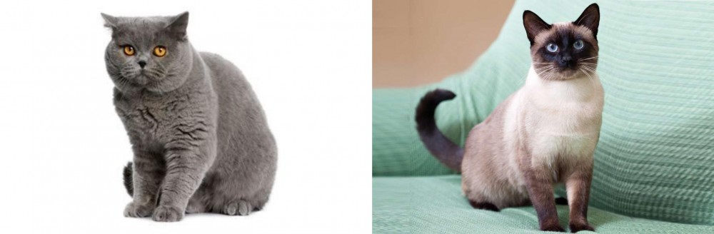 Traditional Siamese vs British Shorthair - Breed Comparison
