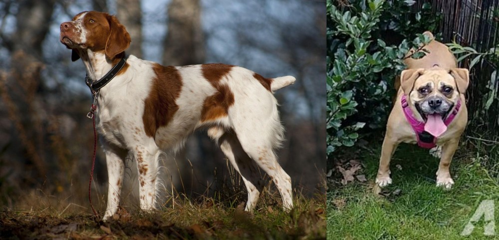 Beabull vs Brittany - Breed Comparison