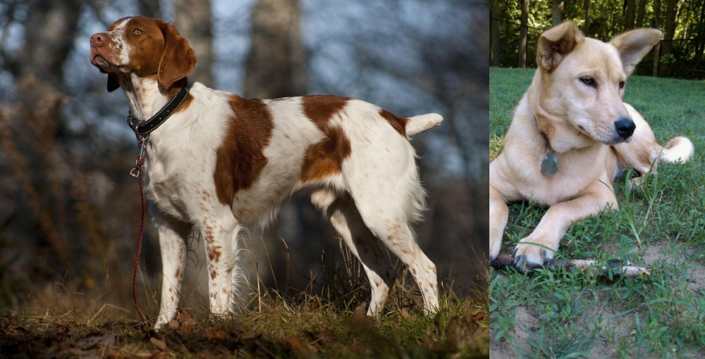 Carolina Dog vs Brittany - Breed Comparison