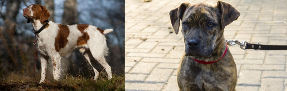 Catahoula Bulldog vs Brittany - Breed Comparison