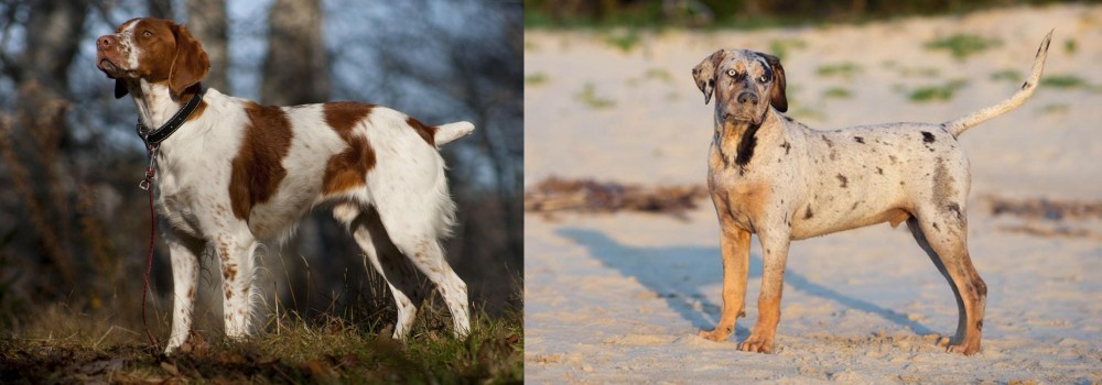Catahoula Cur vs Brittany - Breed Comparison