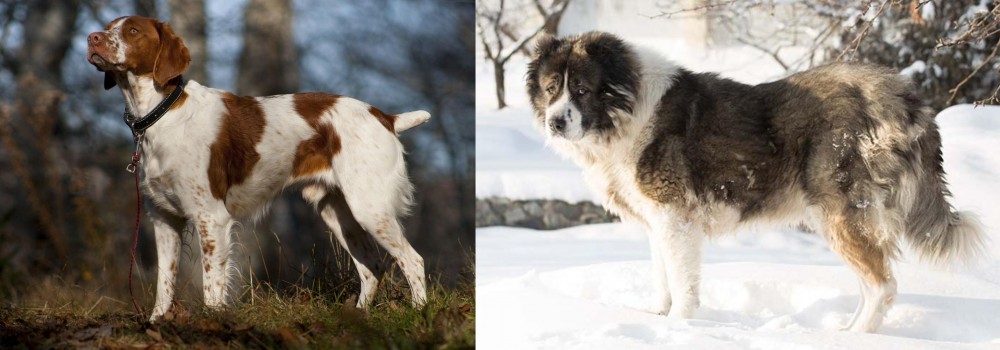 Caucasian Shepherd vs Brittany - Breed Comparison