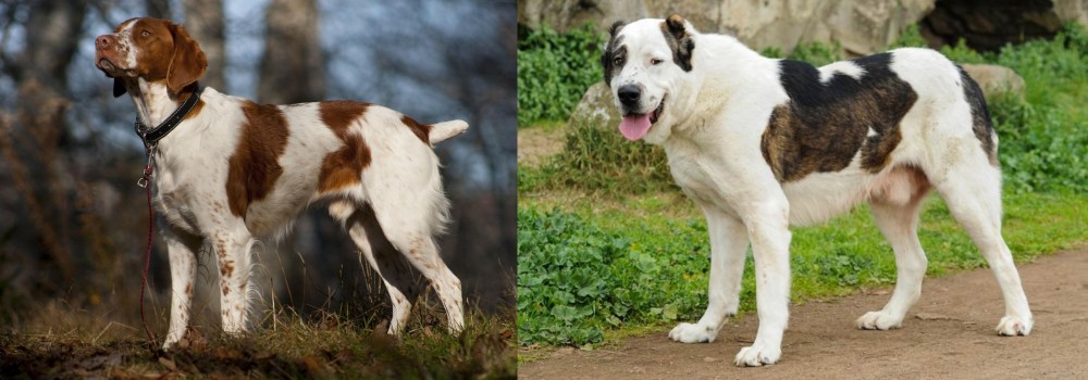 Central Asian Shepherd vs Brittany - Breed Comparison