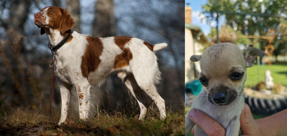 Chihuahua vs Brittany - Breed Comparison