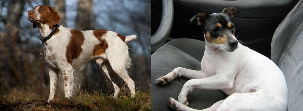 Chilean Fox Terrier vs Brittany - Breed Comparison