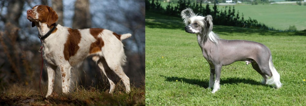 Chinese Crested Dog vs Brittany - Breed Comparison