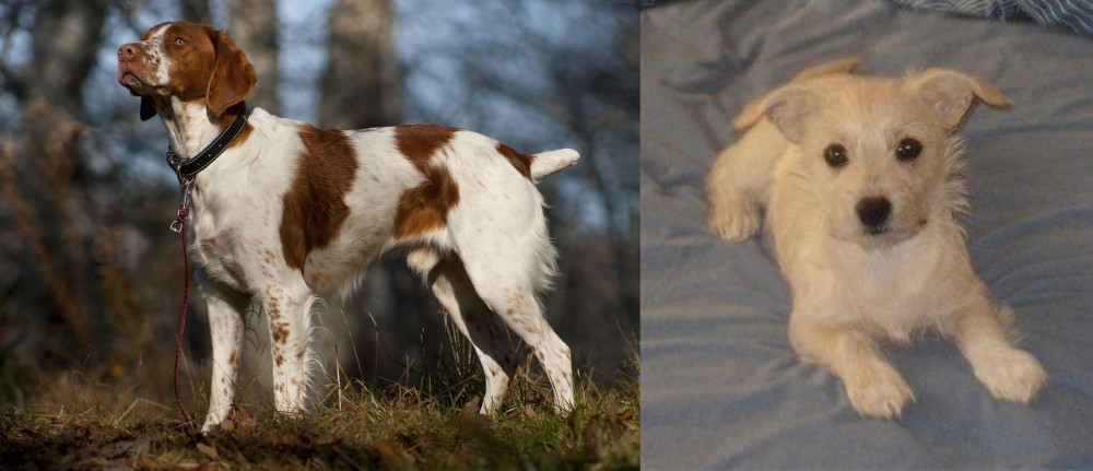 Chipoo vs Brittany - Breed Comparison