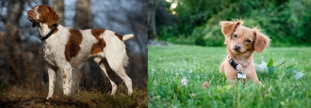 Chiweenie vs Brittany - Breed Comparison
