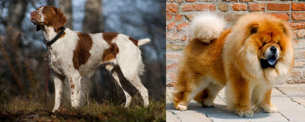 Chow Chow vs Brittany - Breed Comparison