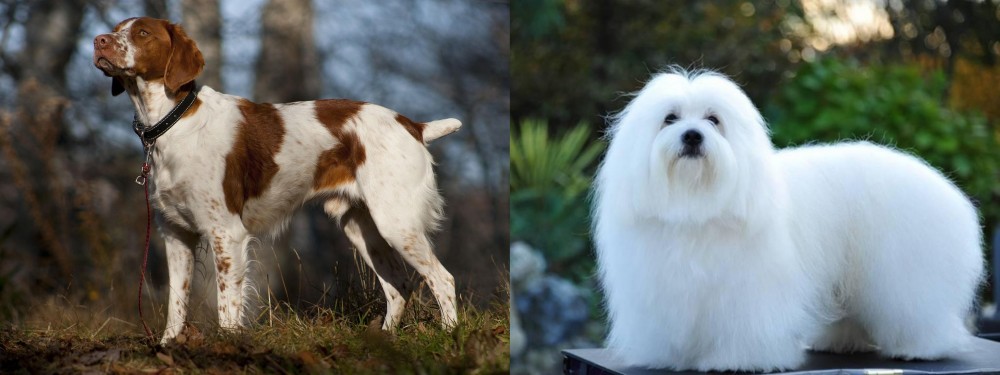 Coton De Tulear vs Brittany - Breed Comparison