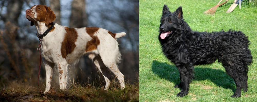 Croatian Sheepdog vs Brittany - Breed Comparison