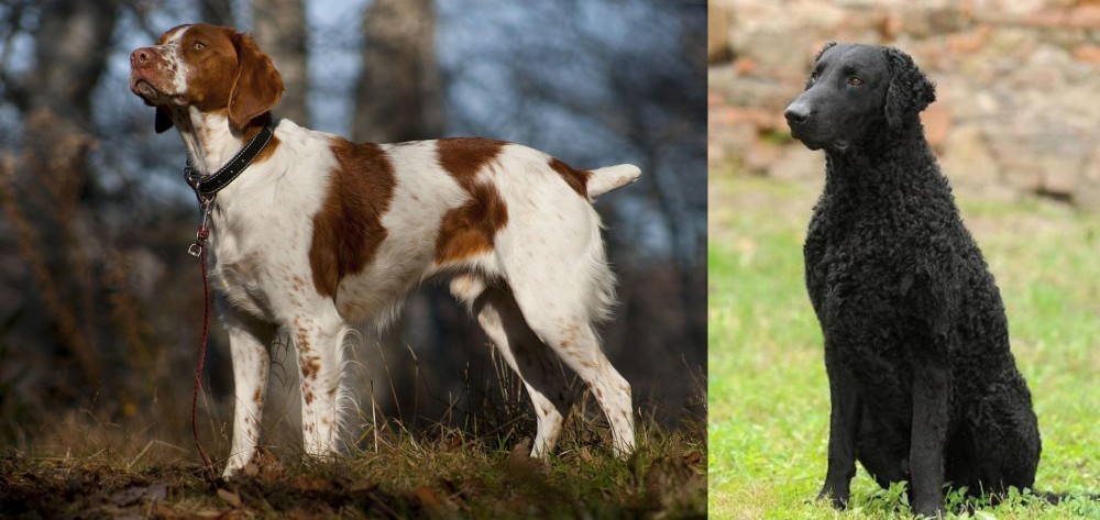 Curly Coated Retriever vs Brittany - Breed Comparison