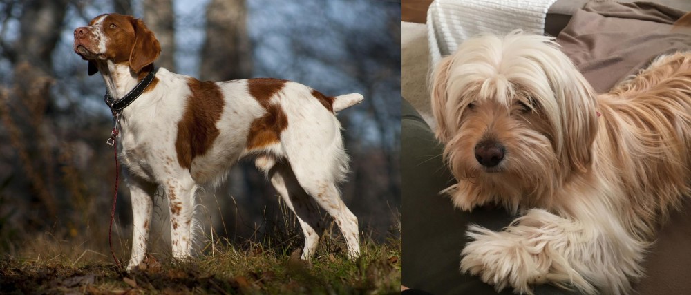 Cyprus Poodle vs Brittany - Breed Comparison