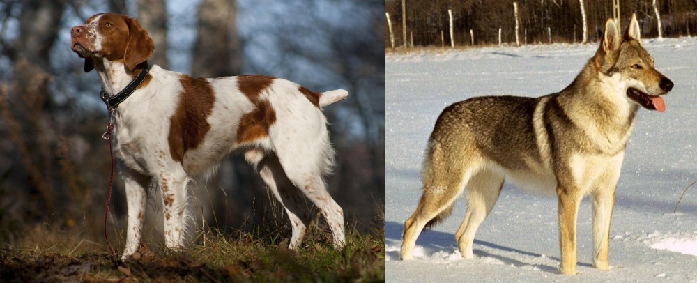 Czechoslovakian Wolfdog vs Brittany - Breed Comparison