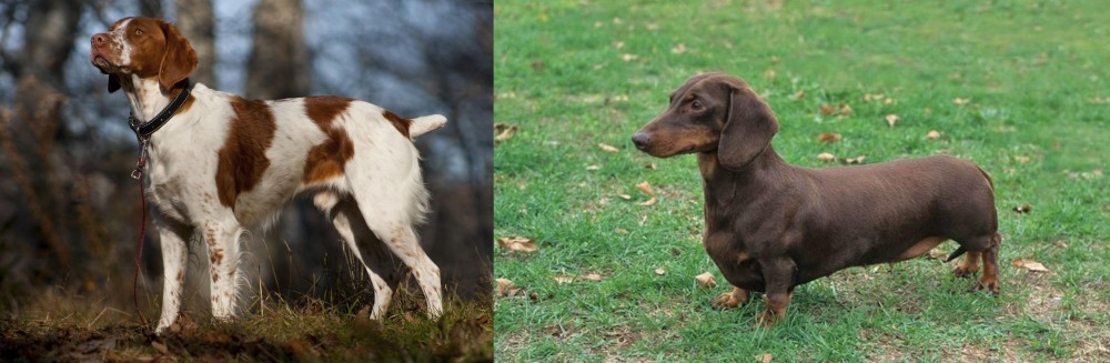 Dachshund vs Brittany - Breed Comparison