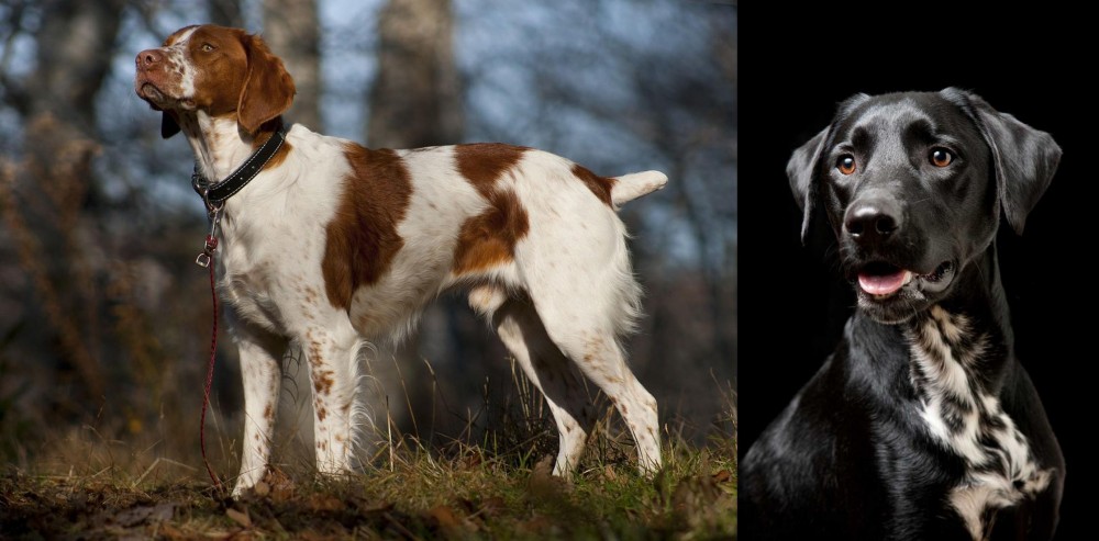 Dalmador vs Brittany - Breed Comparison