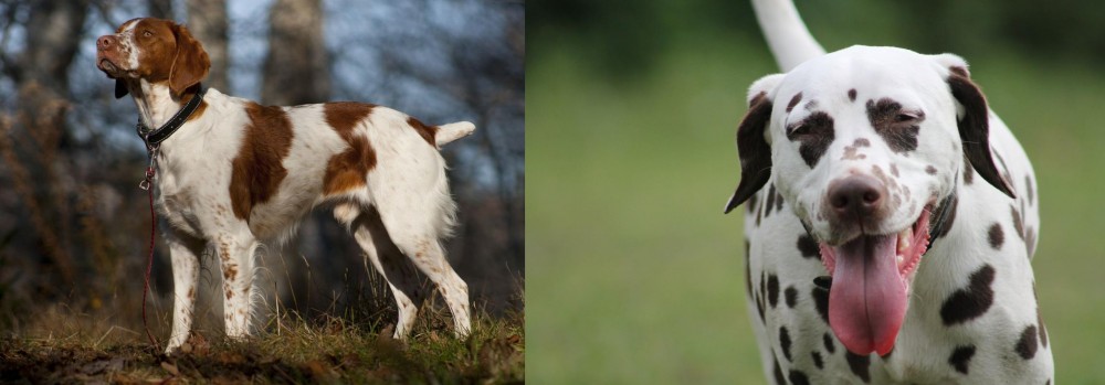 Dalmatian vs Brittany - Breed Comparison