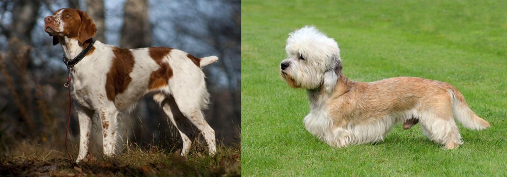 Dandie Dinmont Terrier vs Brittany - Breed Comparison