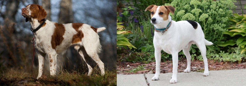 Danish Swedish Farmdog vs Brittany - Breed Comparison