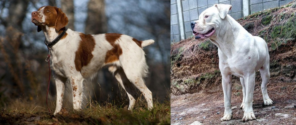 Dogo Guatemalteco vs Brittany - Breed Comparison