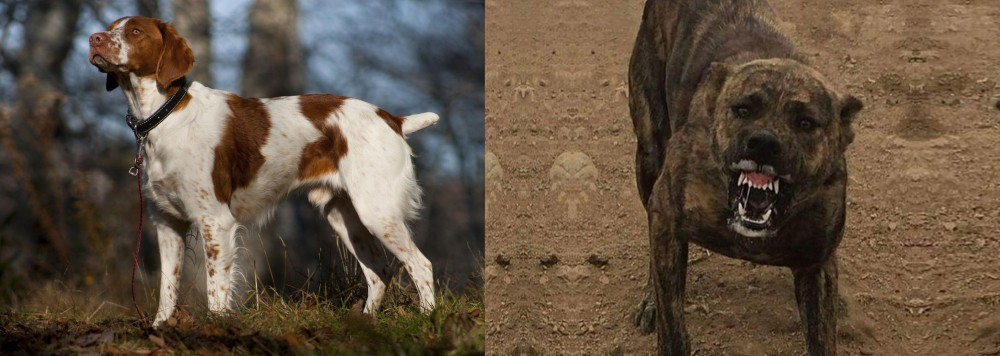 Dogo Sardesco vs Brittany - Breed Comparison